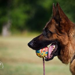German Shepherd Puppies from Von Falkenberg German Shepherds, LLC