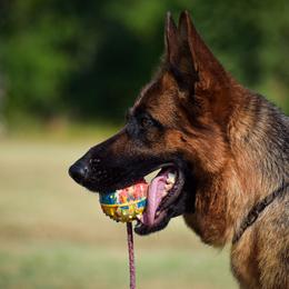 German Shepherd Puppies from Von Falkenberg German Shepherds, LLC