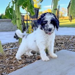 Dolly - Merle female Goldendoodle puppy in Rose Hill, North Carolina from Red Door Canines