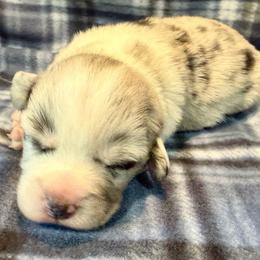 Merle Male 6 - Blue merle and white male Cardigan Welsh Corgi puppy in Thornton, New Hampshire from Dinger’s Dogs