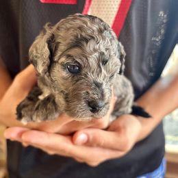 Waverly - Merle female Cockapoo puppy in Murphy, North Carolina from Christina’s Puppy Utopia