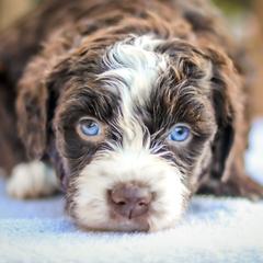 Aussiedoodle, Australian Mountain Doodle, Bernedoodle, and Labradoodle Puppies from Doodles & Co