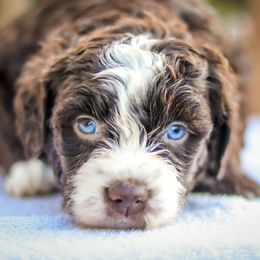 Aussiedoodle, Australian Mountain Doodle, Bernedoodle, and Labradoodle Puppies from Doodles & Co