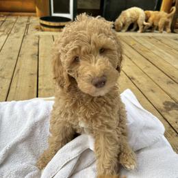 Goldendoodle Puppies from Lundee Doodles
