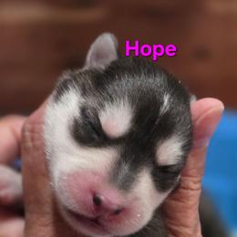 Hope - Black and white female Pomsky puppy in Coatesville, Pennsylvania from Peaceful Pomskys