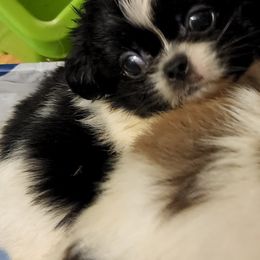 Pekingese from Pekaboo Pekingese