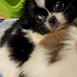 Pekingese from Pekaboo Pekingese