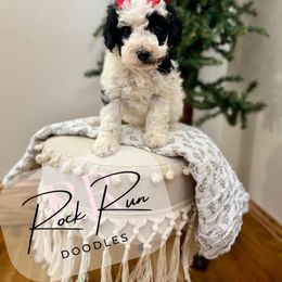 Coco - Parti female Goldendoodle puppy in Upper Sandusky, Ohio from Rock Run Homestead