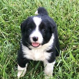 Border Collie puppies from Jens Border Collies
