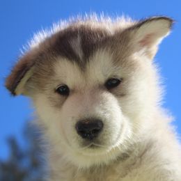 Black collar boy - Sable and white Alaskan Malamute puppy in Grayson County, Virginia from River Bend Malamutes