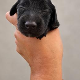 Rolo - Black male Dachshund puppy in Jarales, New Mexico from Poker Paws Dachshunds