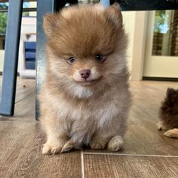 Boy 2 - Pomeranian puppy from COCO'S POMS AND FRENCHIES