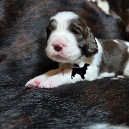 Quinoa - Liver and white female English Springer Spaniel puppy in Pierz, Minnesota from Raven Ridge Springers