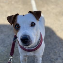 Ranger - Jack Russell Terrier