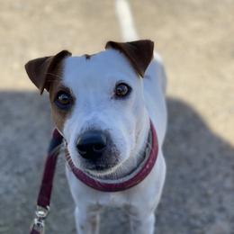 Ranger - Jack Russell Terrier