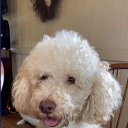 Rudy - Goldendoodle