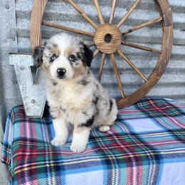 Cookie - Blue merle male Miniature Australian Shepherd puppy in Checotah, Oklahoma from Wild Outlaw Aussies