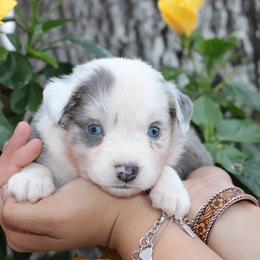 Dilute BMM3 - Prissy x Sloan - Blue merle male Miniature Australian Shepherd puppy in Goliad, Texas from Sassy Lil Aussies and Diamond W Poodles