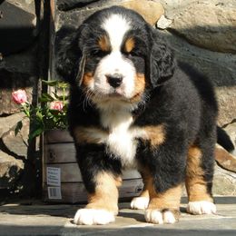 "Our breeding female: Monarda (FCI registered name Willow Bersaltyna) comes to us from Kennel Bersaltyna in Czech Republic." Bernese Mountain Dog Puppies from Grand Mesa Mountain Dogs