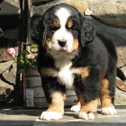 "Our breeding female: Monarda (FCI registered name Willow Bersaltyna) comes to us from Kennel Bersaltyna in Czech Republic." Bernese Mountain Dog Puppies from Grand Mesa Mountain Dogs
