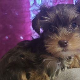Poodle, Shih Tzu, and Yorkshire Terrier Puppies from Adorable Puppy Paws