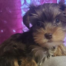 Poodle, Shih Tzu, and Yorkshire Terrier Puppies from Adorable Puppy Paws