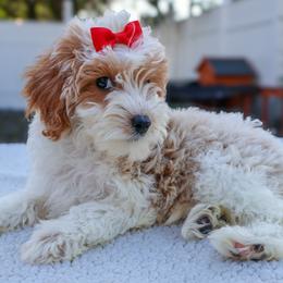 Ellie - Parti female Goldendoodle puppy in Apopka, Florida from Rae Precious Puppies