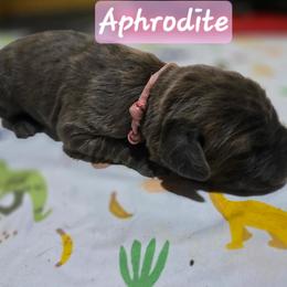 Aphrodite - Gray brindle female Cane Corso puppy in Sandia, Texas from OneTime Cane Corso