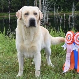 Billy - Labrador Retriever