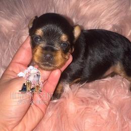 Grace - Black and tan female Yorkshire Terrier puppy in Riverside, California from Heaven_sent_toy_yorkies