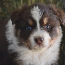 Australian Shepherd Puppies from 10-BAR-Y RANCH