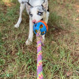 Border Collie and Pembroke Welsh Corgi Puppies from Whisenhunt Farms