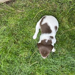 German Shorthaired Pointer Puppies from Chasing Kaya GSP Breeder