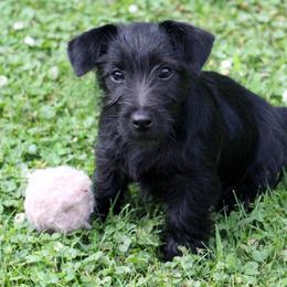 American Hunt Terrier and Russell Terrier Puppies from Bare Bottom Farms