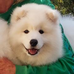 Samoyed Puppies from Bruin Samoyeds