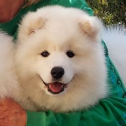 Samoyed Puppies from Bruin Samoyeds