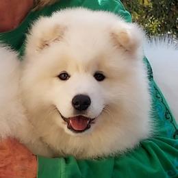 Samoyed Puppies from Bruin Samoyeds
