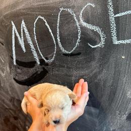 Moose-Boy 1 - Red male Assorted Doodle Crosses puppy in River Falls, Wisconsin from Dottie's Doodles