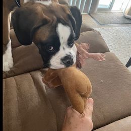 Boxer Puppies from Von Royal Dell'Infinite Deutscher