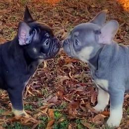 Boxer and French Bulldog Puppies from Schuster Haus