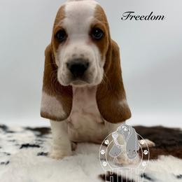 Freedom - Mahogany and white male Basset Hound puppy in Dingess, West Virginia from Tuckers' Howling Hounds