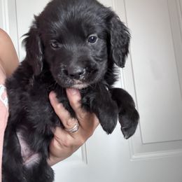 Girl 1 - female Golden Mountain Dog puppy in Wyoming from Great Basin BMD