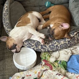 Girl1 - Fawn and white female French Bulldog puppy in Newport, Oregon from Blue Coast Bulldogs