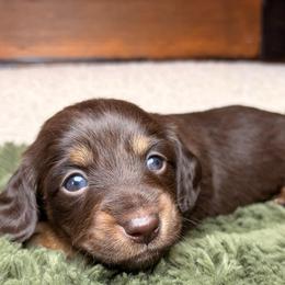 Clover - Chocolate and tan male Dachshund puppy in Washburn, Tennessee from Clinch Mountain Dachshunds