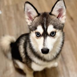 Haley - Wolf sable female Pomsky puppy in Bolton, Connecticut from Elle Pomsky