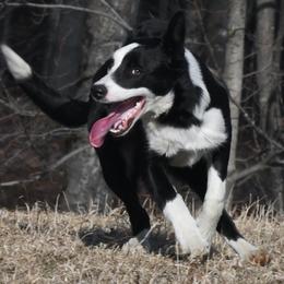Patch - Black and white male Border Collie puppy in Strafford, Vermont from Thundering Paws Farm Working Collies