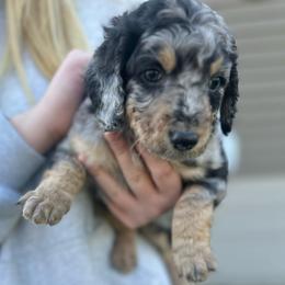 Salem - Blue merle female Aussiedoodle puppy in Berrien Spring, Michigan from Red Bud Beautiful Doodles