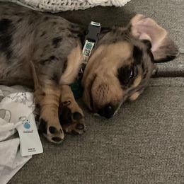 Dachshund Puppies from GypsyDox