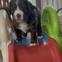 Wyatt - Blue merle male Bernedoodle puppy in Campbellsville, Kentucky from Blue Belle Hills Bernedoodles