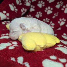 Comet - White male Havanese puppy in Decatur, Alabama from LaBeouf Havanese’s